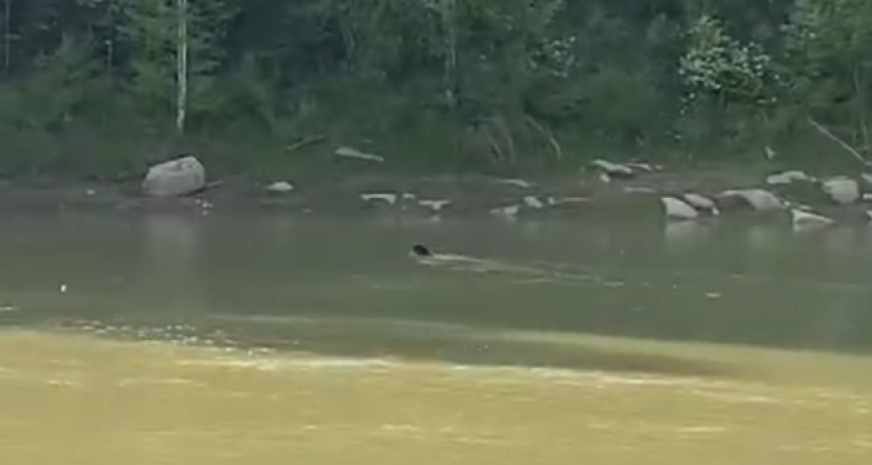    Медведь в реке. Источник: скриншот из видео с Telegram-канала "Бийск 22"