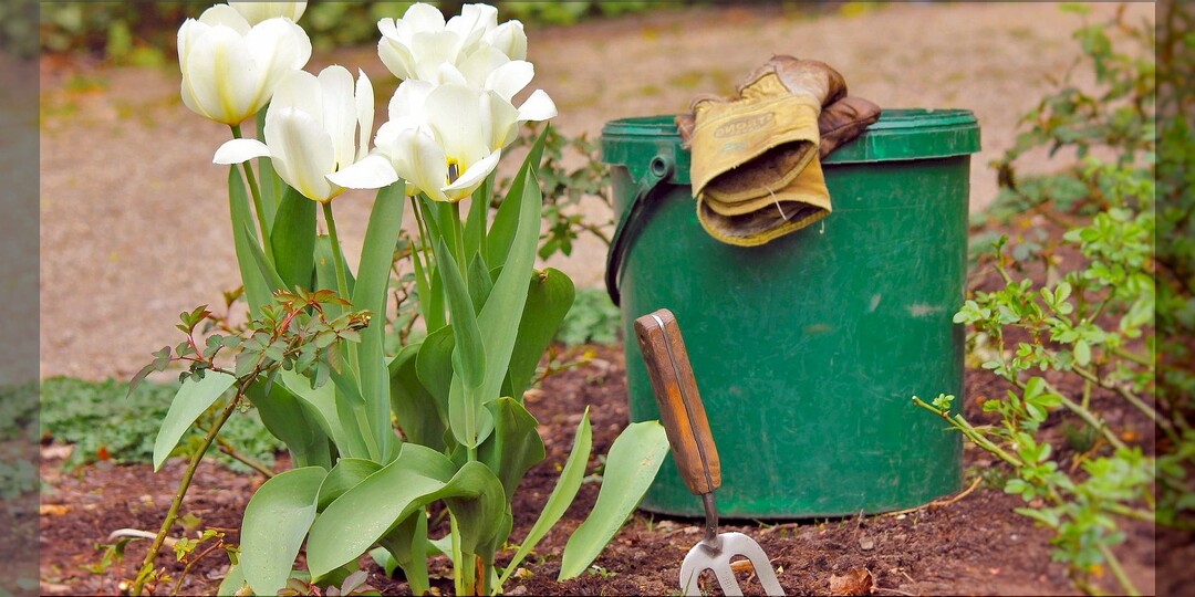 Тюльпаны после цветения: что делать с тюльпанами, когда они отцвели и прочие самые важные моменты посадки и ухода