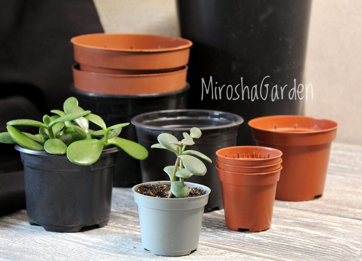 Технические горшки также подходят для того, чтобы выращивать в них небольшие черенки.