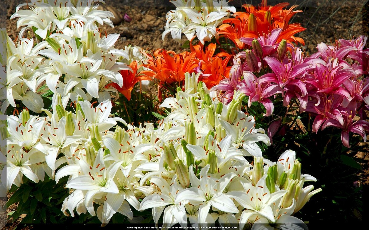https://vk.com/photo-159774511_457268258. Лилии
