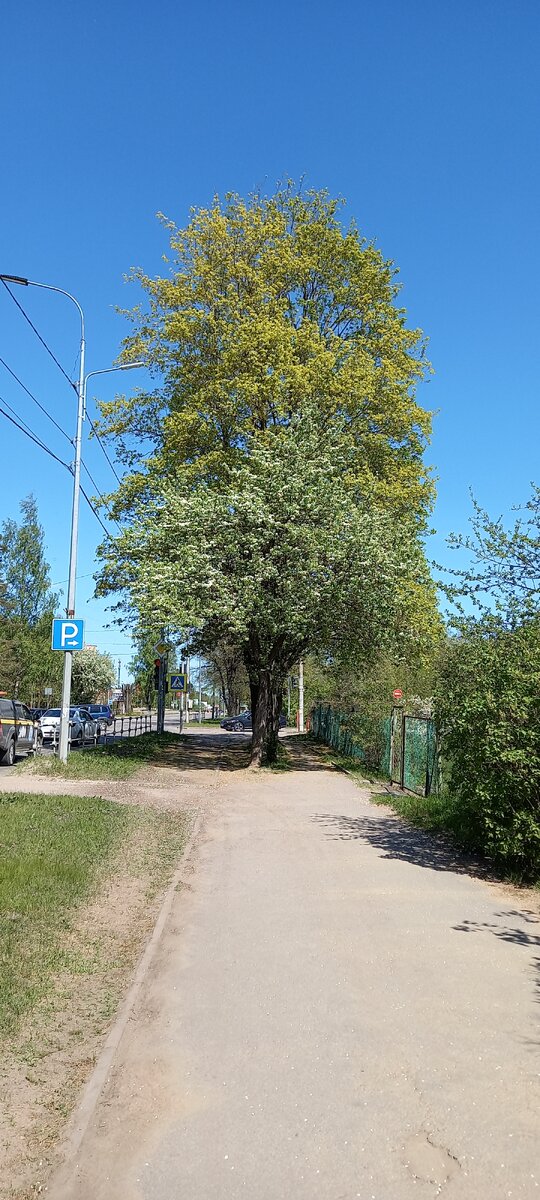 Интересно так одно дерево смотрится на фоне другого... Фото автора. 