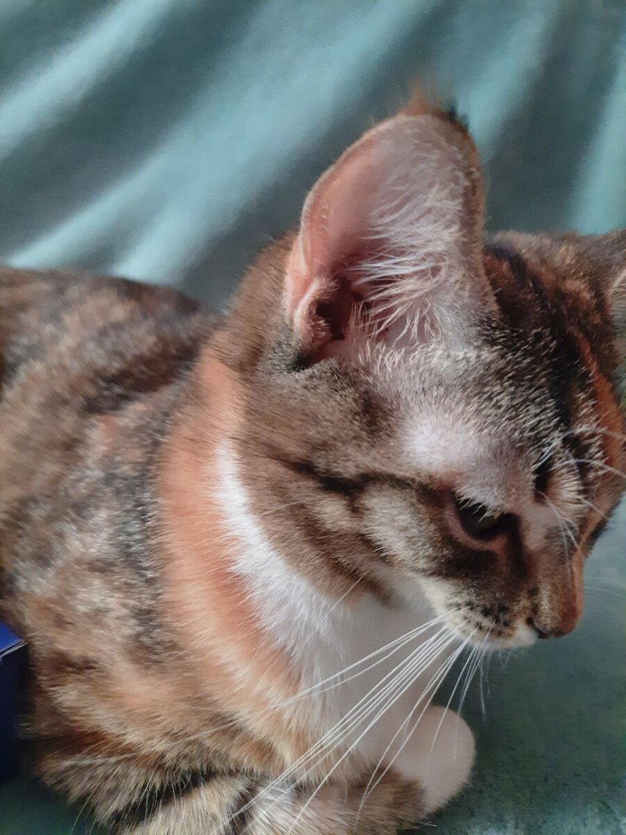 Муся недовольна процедурой. Неприятно и не очень комфортно когда её держат 