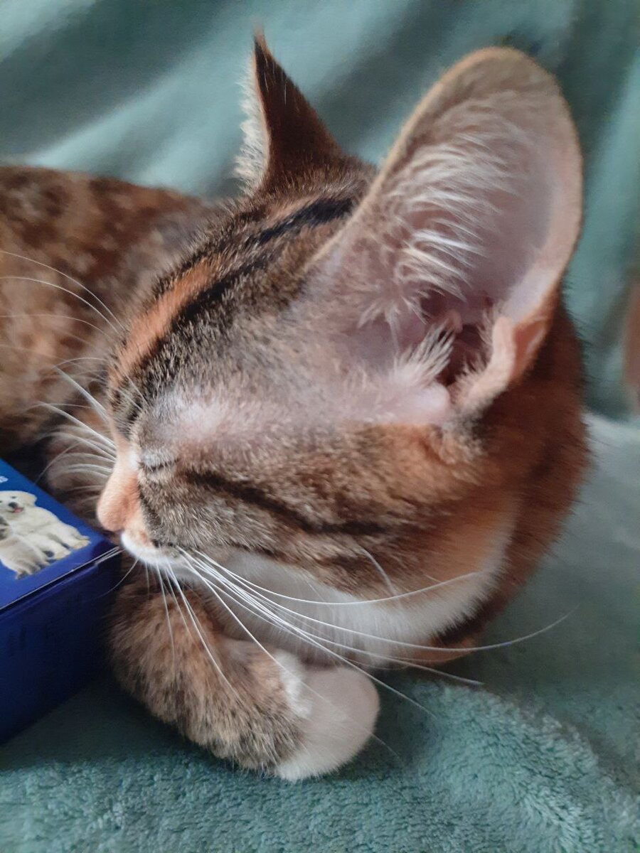 Готовимся к чисте ушек