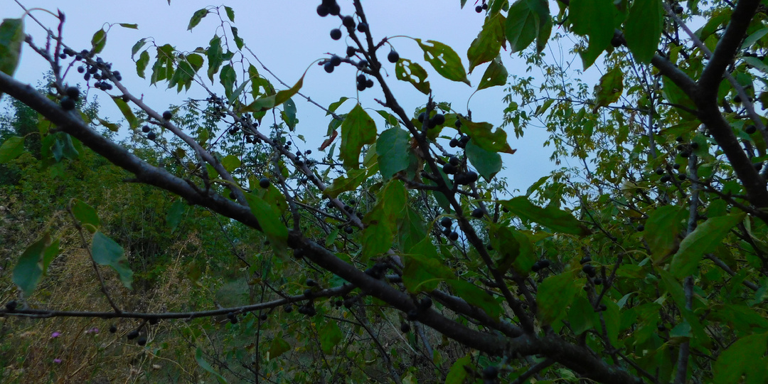 Любовь с полынной горечью (часть 38)