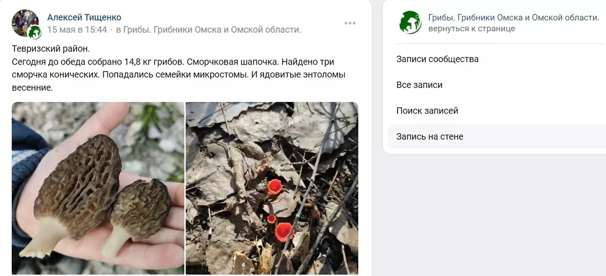     Источник: Скриншот паблика «Грибы. Грибники Омска и Омской области»