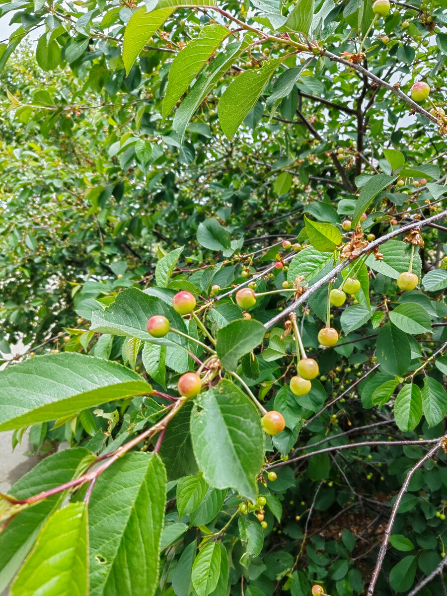 Но вишня уже начала розоветь потихоньку