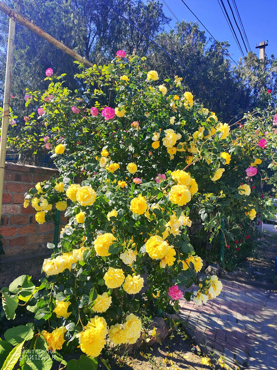 #жёлтыерозы #вКоктебеле #гдеКатябыла #Крым 