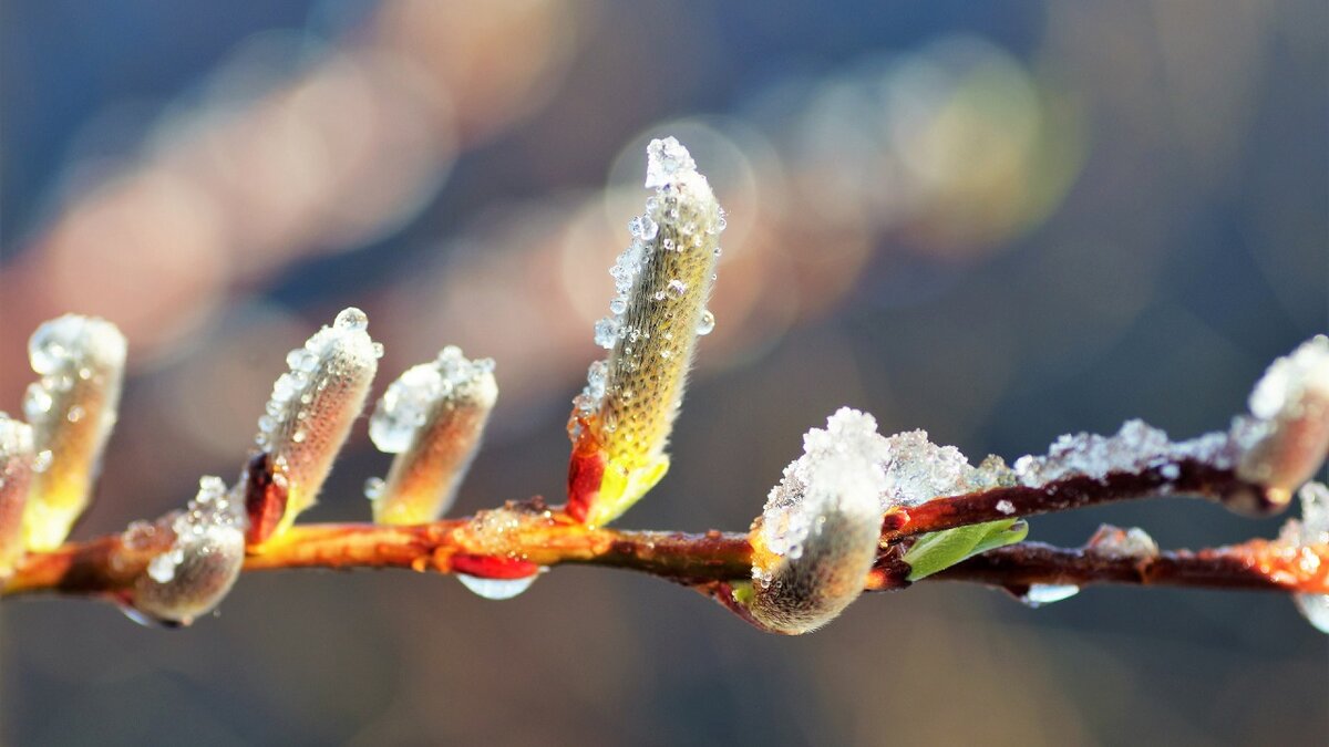 Чем обработать сад после возвратных заморозков. Фото из открытых источников