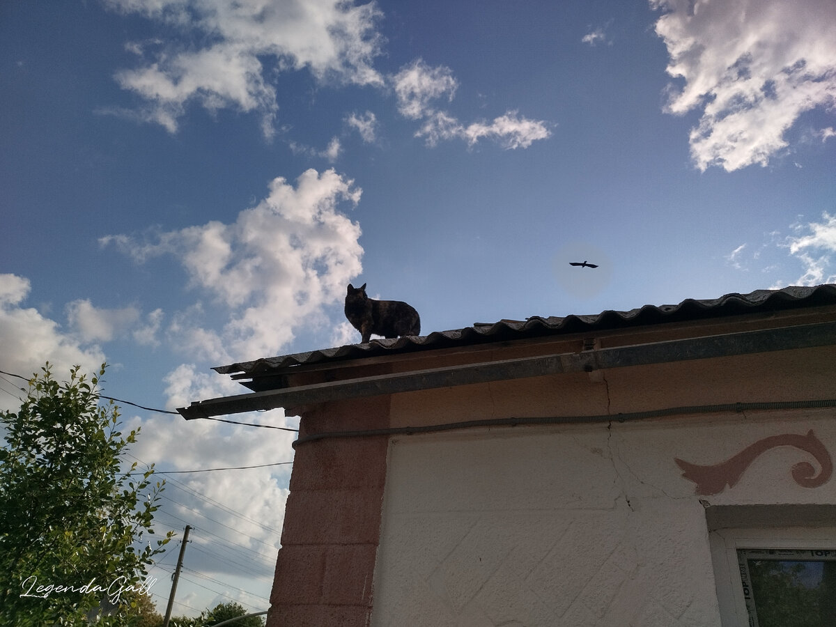 Пока Пуговка охотилась за воробьем, за ней коршун наблюдал ))