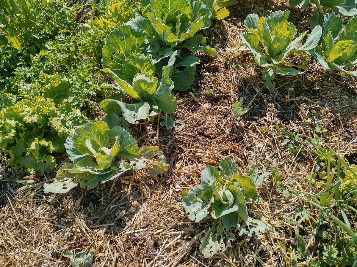 Если увеличить фото, видно, как их много.