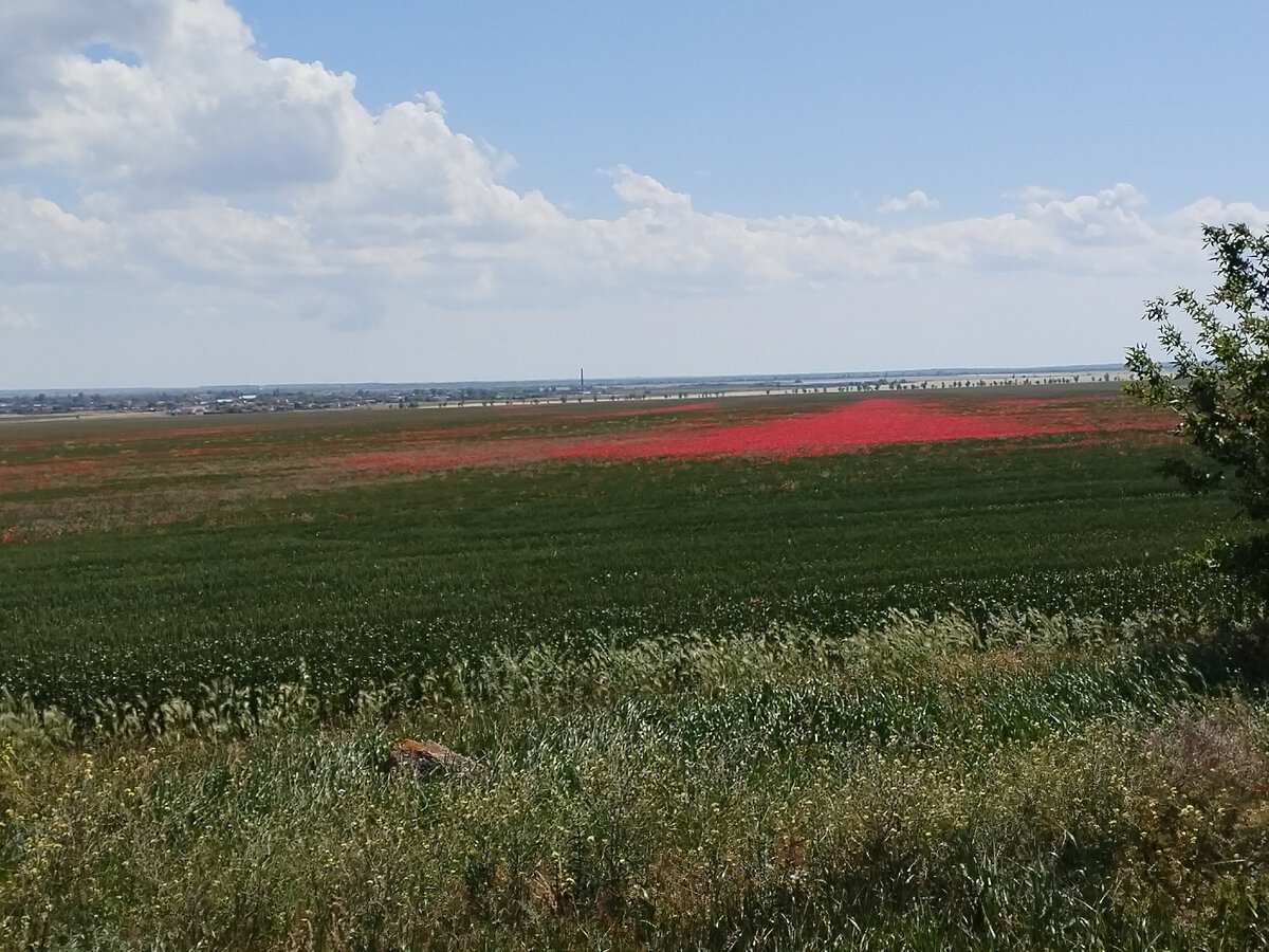 Дорога от Ленино в Щелкино. Поле с маками..