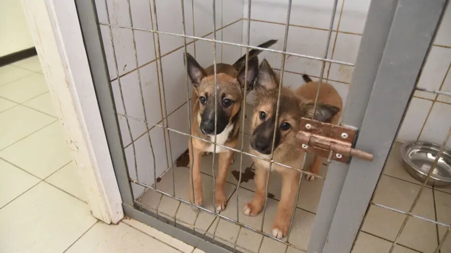    Автор фото: Михаил Кирьянов