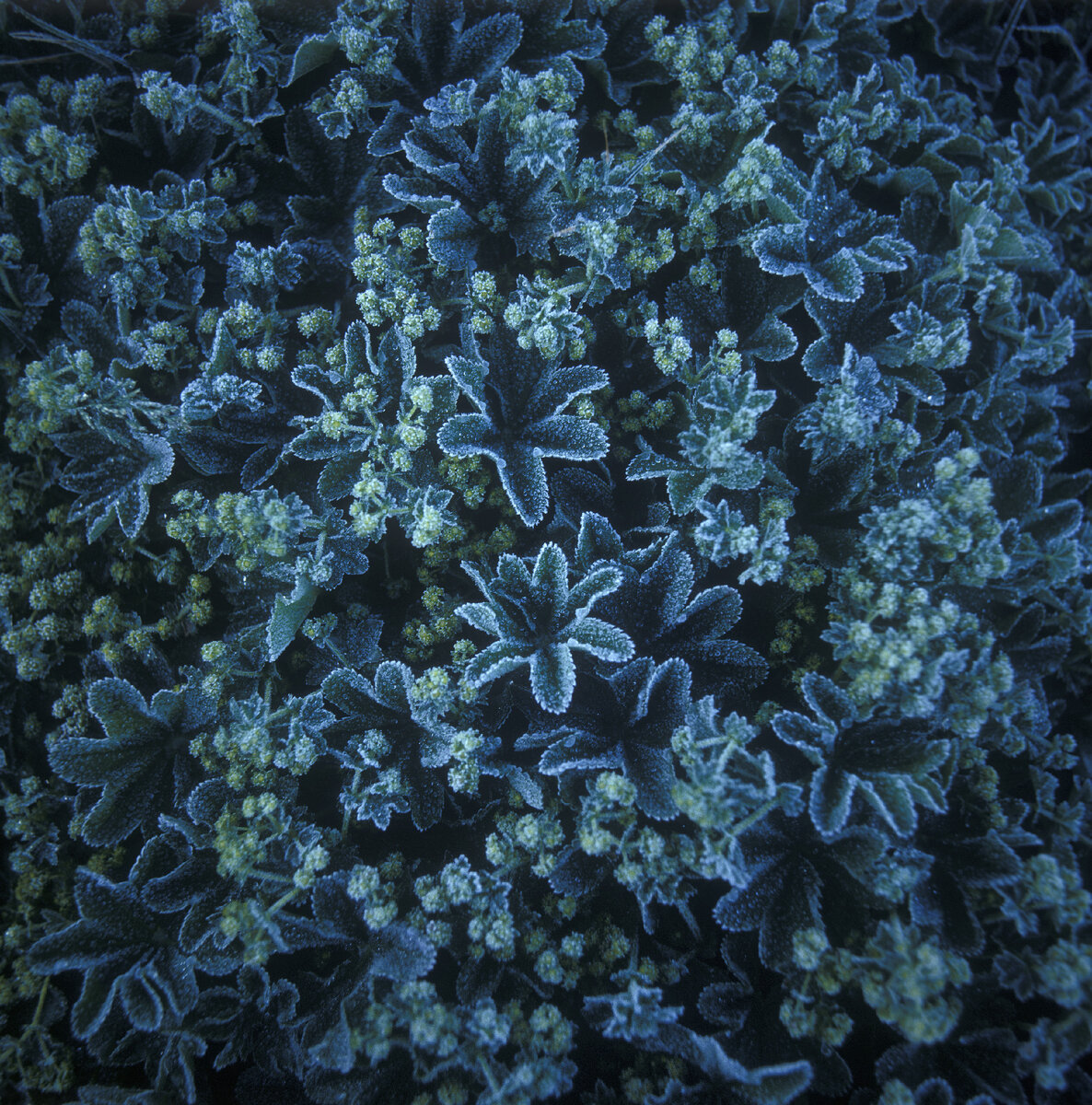 ФОТО: Aleksander Lyskin/Russian Look/Global Look Press 