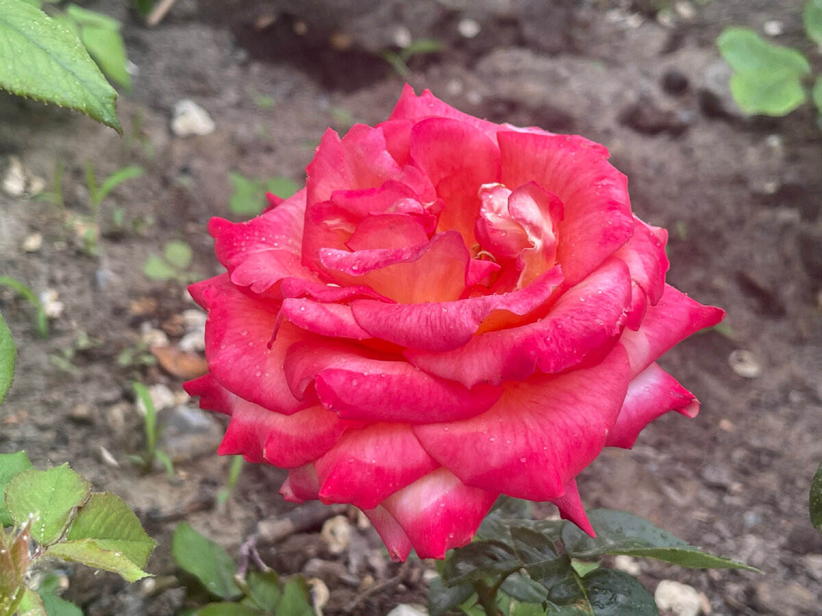 Пока в моем родном сибирском городе только-только распускается сирень, в моем дворе в Китае буйно цветут розы. Причем сорта самые разнообразные: от огромных пышных, до совсем небольших.
