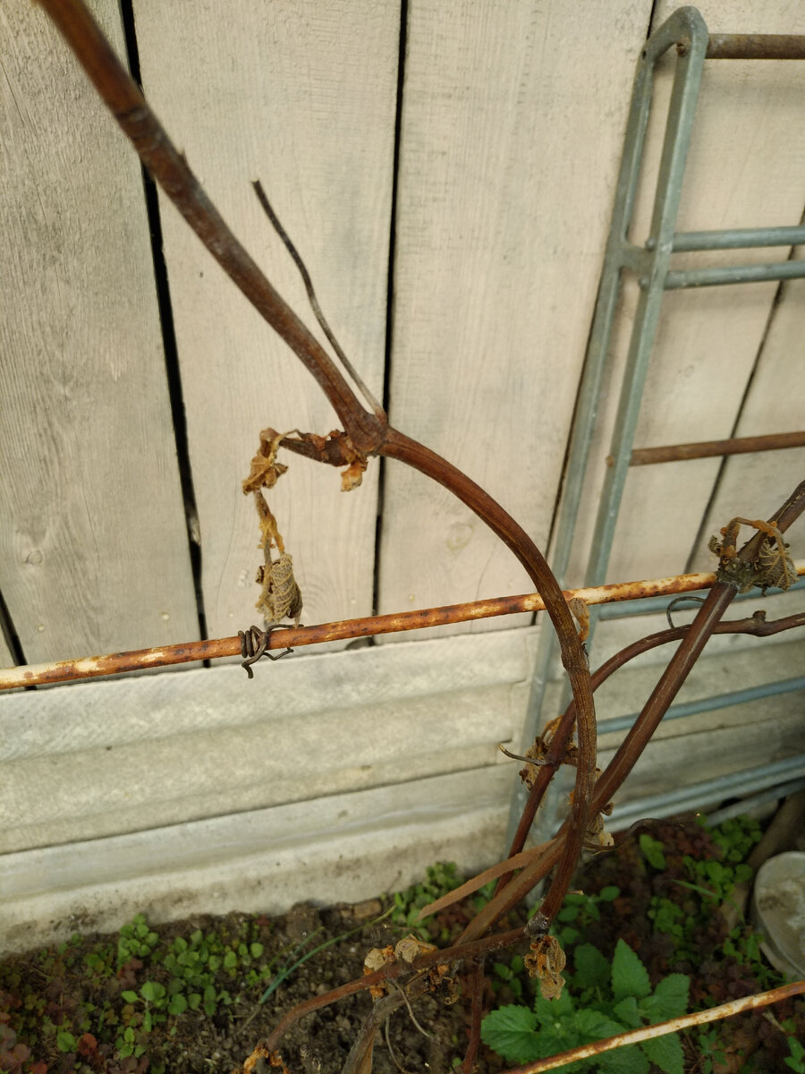 Виноград померз. Пока не понятно, даст ли хоть одну живую почку