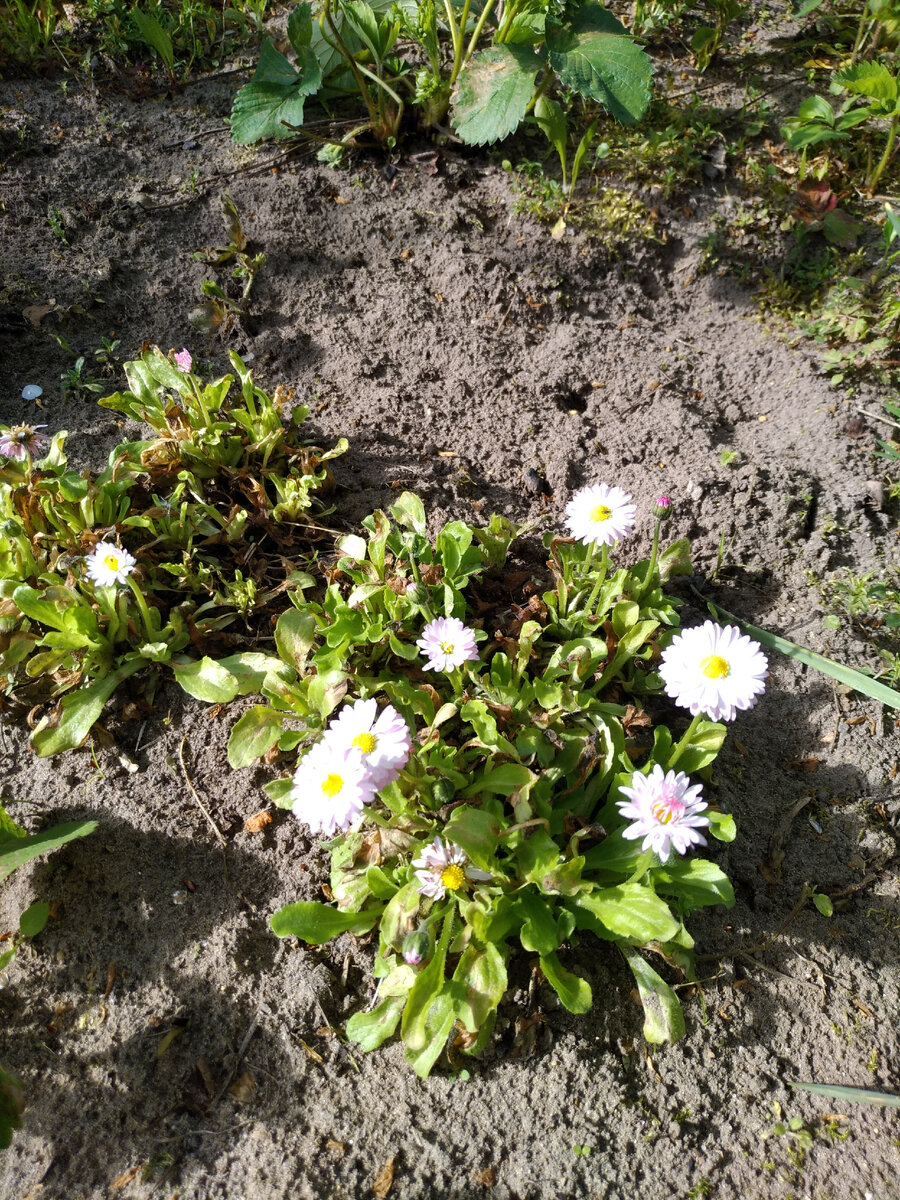 Цветут маргаритки, несмотря на то, что листочки подмерзли (на фото видно, что они местами коричневые)