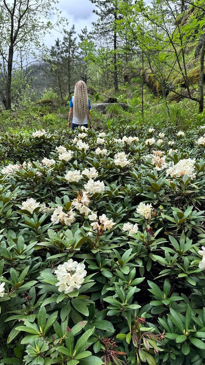 Фото в Рододендроне привлекает внимание)