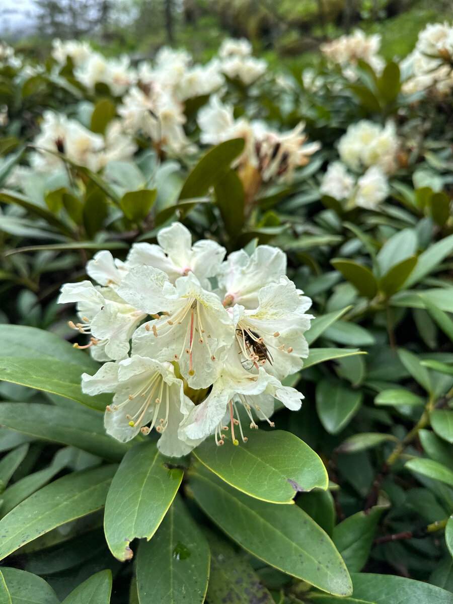 Леса национального парка Алания.