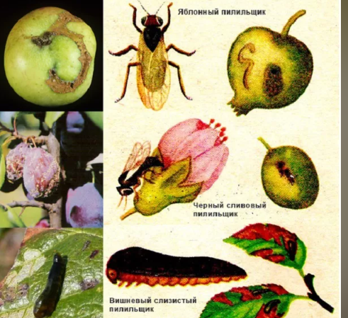 с виду - обычная мушка