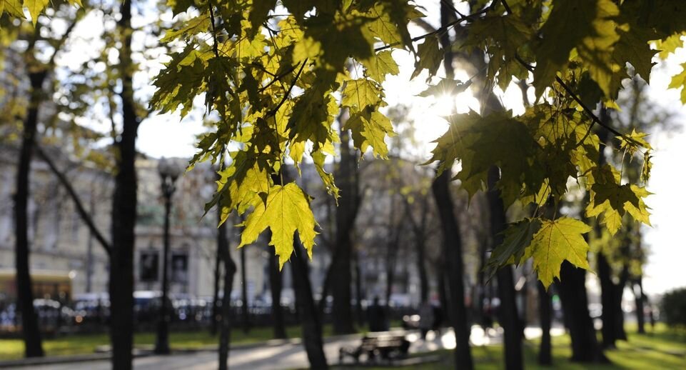    Медиаархив Подмосковья