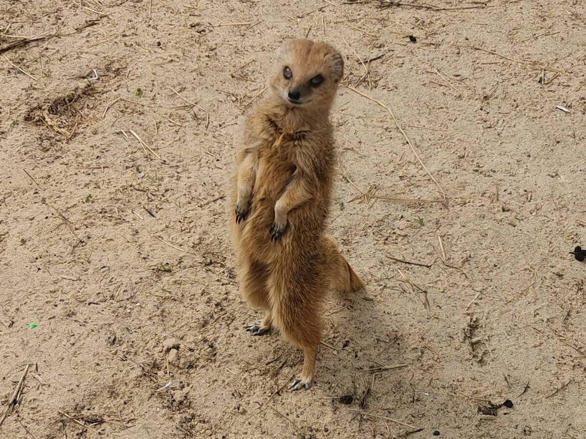  Рикки-Тикки-Тави. Фото автора.