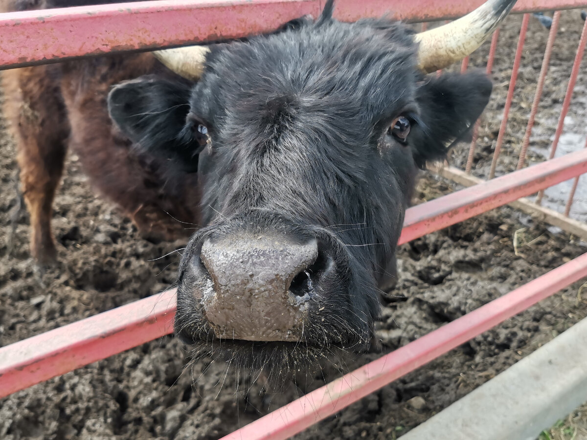 А чем не собачка? Фото автора.