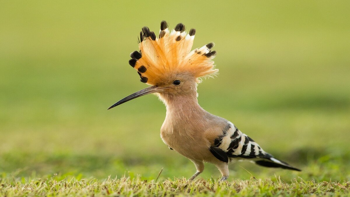 Вот такой красавчик, мадагаскарский удод. Я очень удивилась!! Фото из интернета