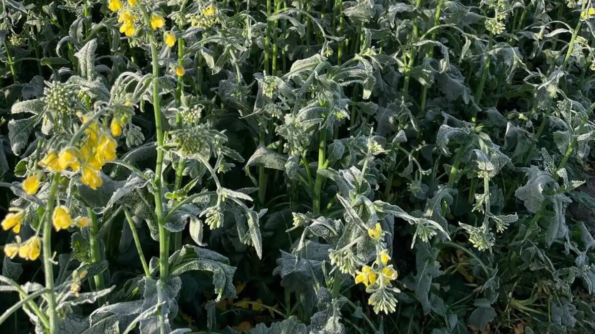 Фото:телеграм-канал Обычный Фермер Повреждение посевов заморозками в мае 2024 года