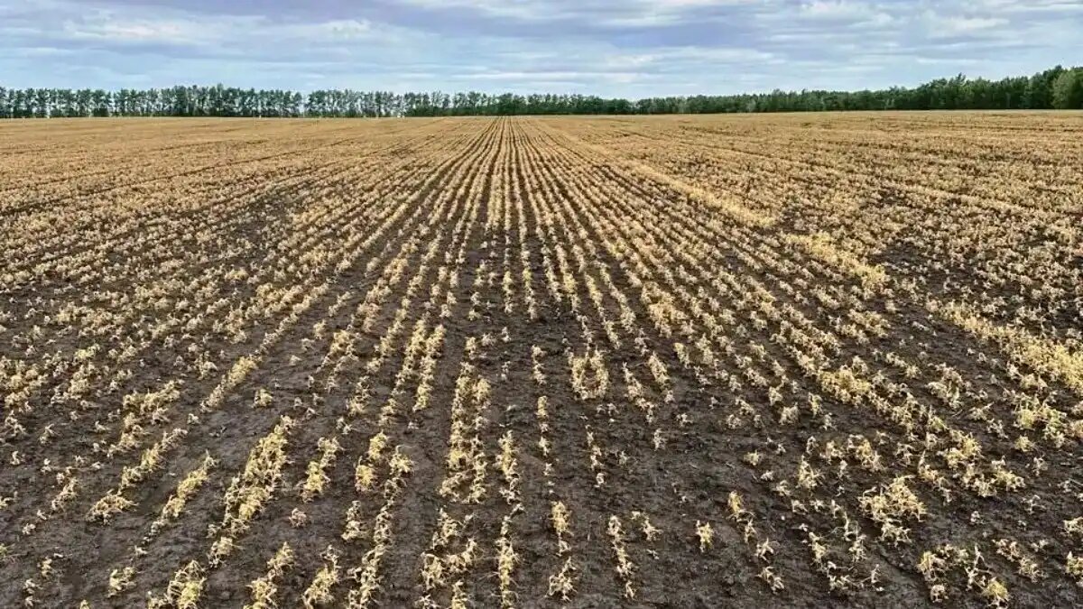 Фото:пресс-служба Правительства Воронежской области Гибель посевов в Воронежской области из-за заморозков