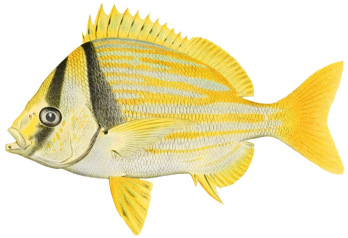 Anisotremus virginicus