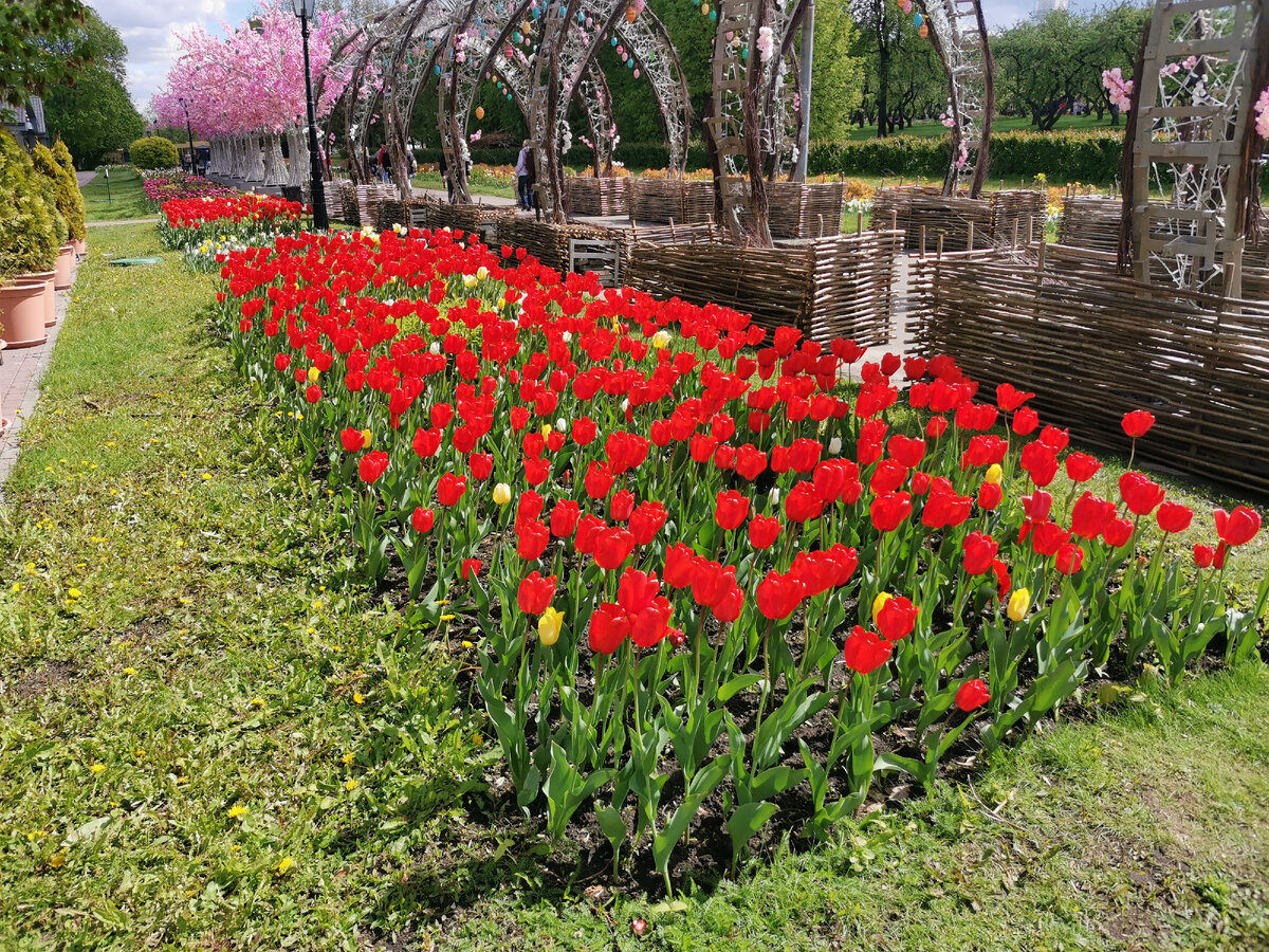 В этом году значительно меньше тюльпанов. Фото автора.