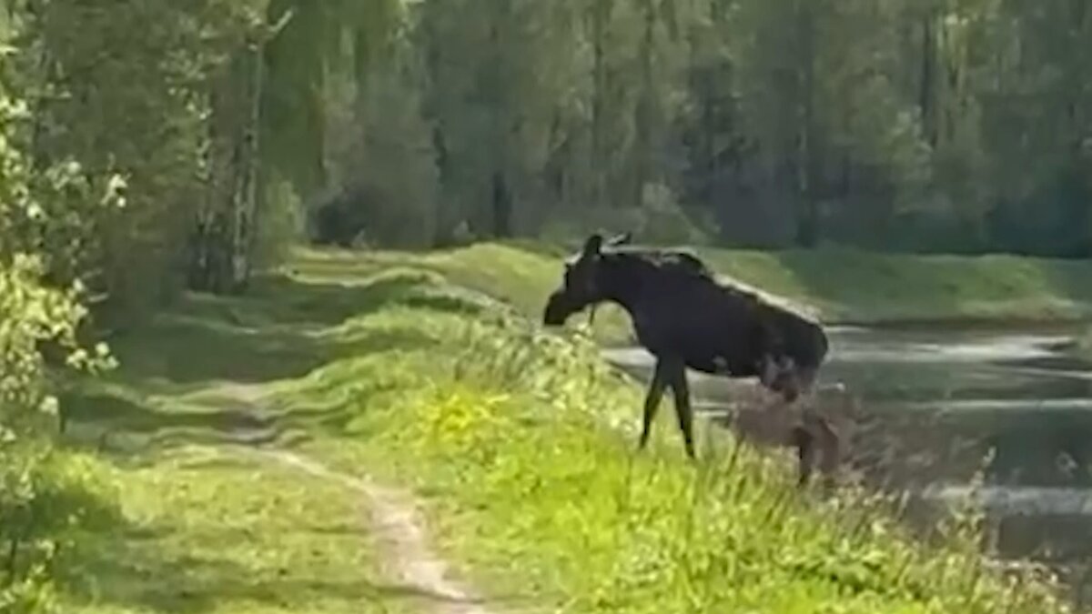    В Иванове прошла первая успешная спецоперация по спасению лося