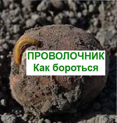как бороться с проволочником на огороде