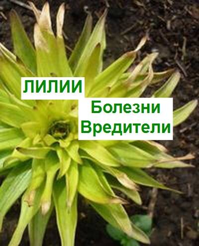 вредители и болезни лилий