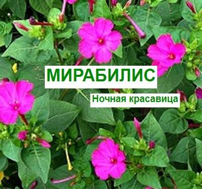 мирабилис или ночная красавица