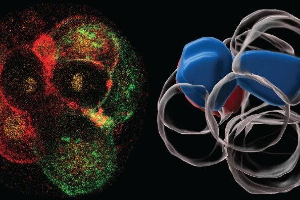     Эмбрион человека при развитии постоянно нарушает симметрию