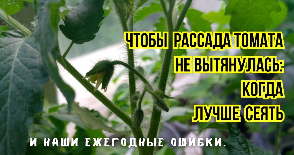 Ежегодные грабли: почему мы неправильно выбираем сроки посева томатов - 3 ошибки, смотрю и думаю. И как торопливость задерживает созревание