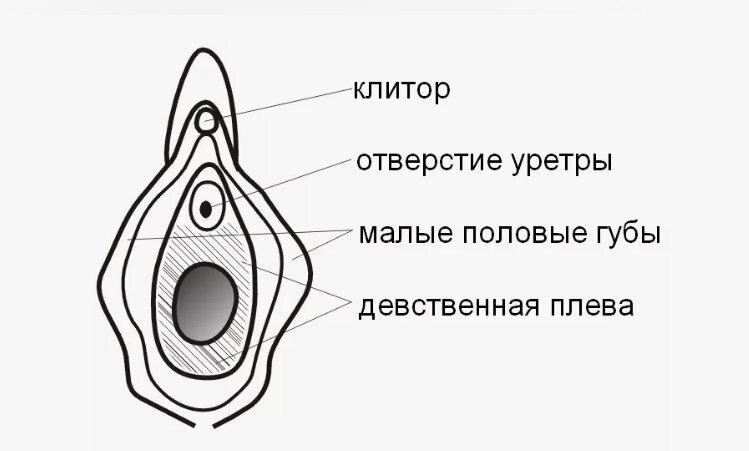 Гимен-девственная плева