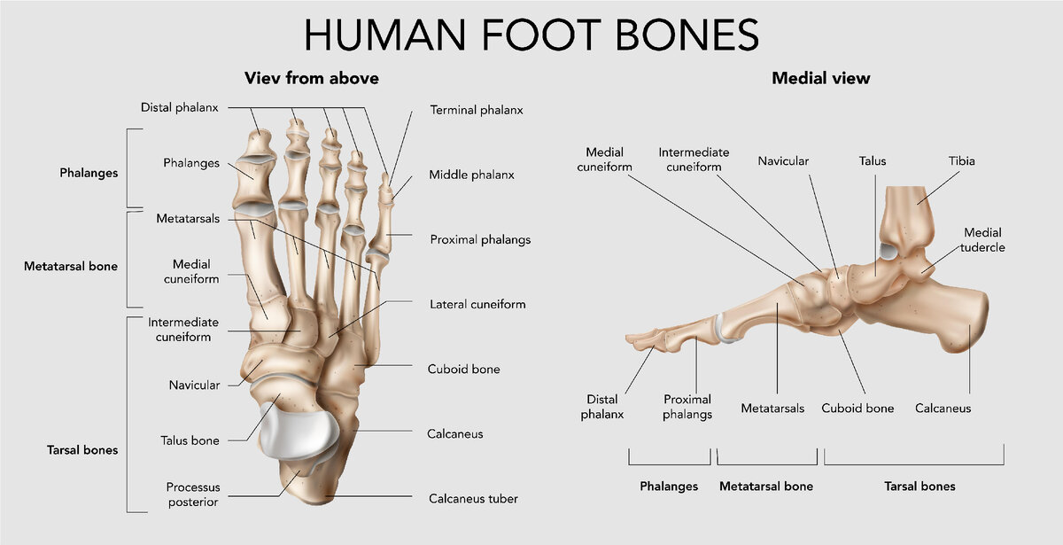 <a href="https://ru.freepik.com/free-vector/human-foot-bones-infographic_16396449.htm#query=%D1%81%D1%82%D0%BE%D0%BF%D0%B0%20%D0%B0%D0%BD%D0%B0%D1%82%D0%BE%D0%BC%D0%B8%D1%8F&position=8&from_view=keyword&track=ais_user_b&uuid=05487b10-aaea-4e8b-bf75-25156833b729">Изображение от macrovector</a> на Freepik