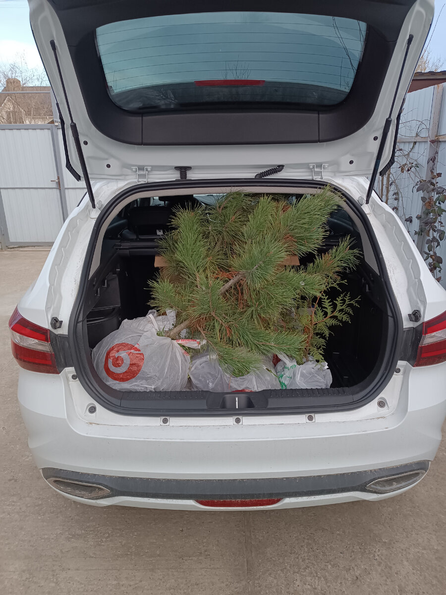 Даже несколько кедров со старого участка удалось перевезти. При транспортировке ни одно из деревьев не пострадало🤗