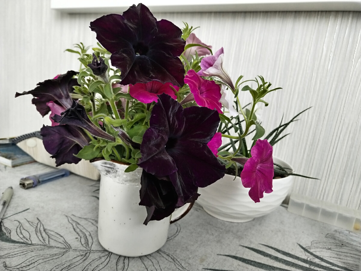 Букет из петунии, которые я обрезала перед высадкой на клумбы. Варварское, но необходимое действо