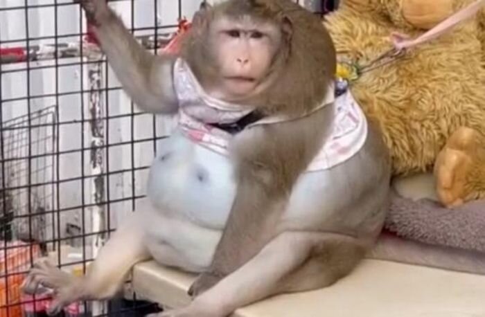 Источник фото: odditycentral.com