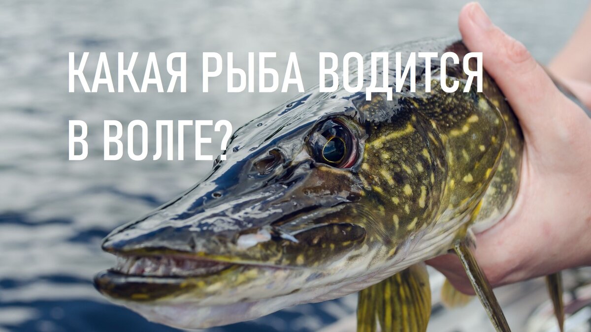 Какие рыбы чаще всего встречаются в Волге?