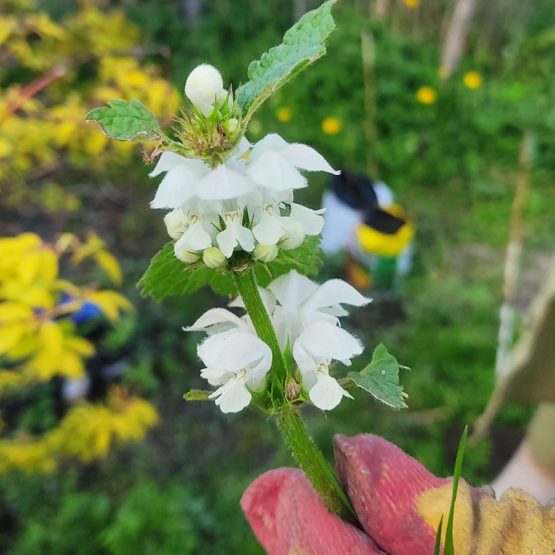 Крапива в саду: Любовь с первого жала