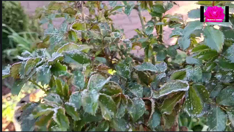 Листья роз замерзли, словно из стекла.