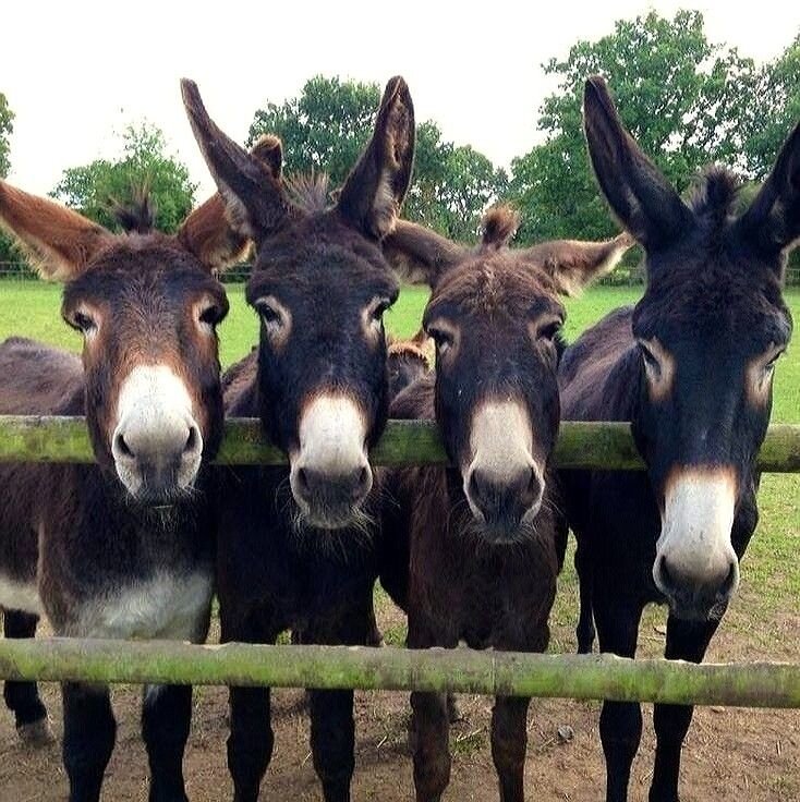 Фото взято из открытого доступа в Интернете 
