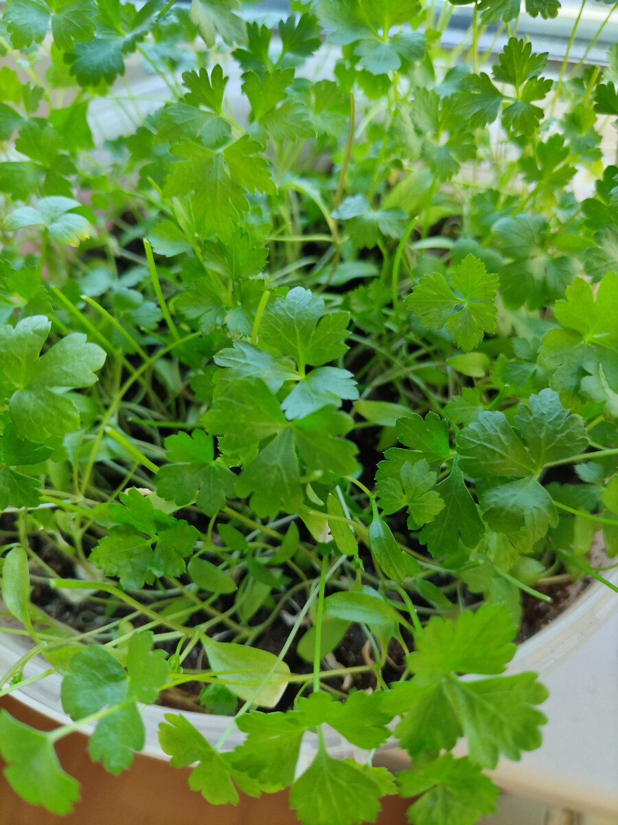 Моя петрука-зеленушка