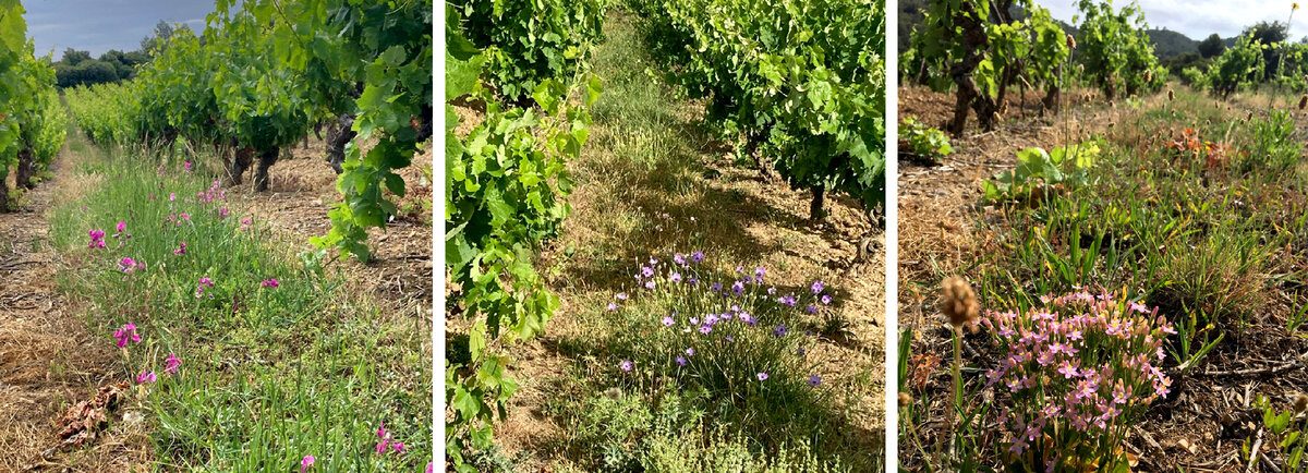 Те самые дикие орхидеи.