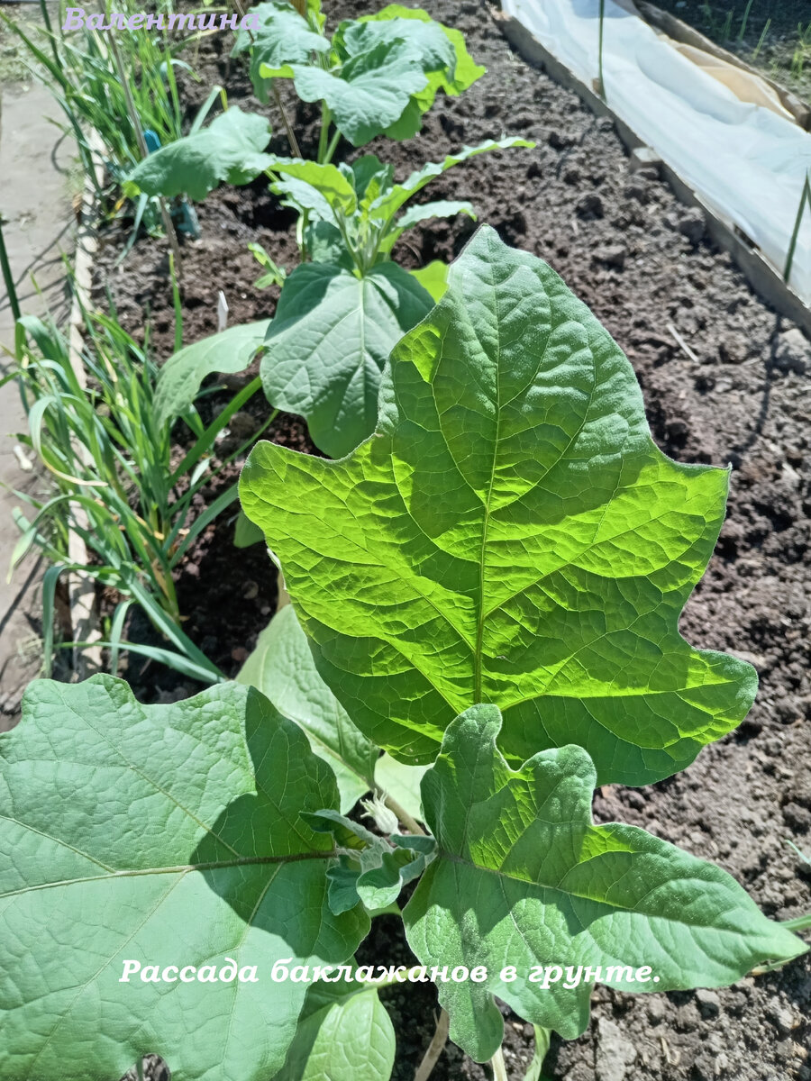 Баклажаны "рады" большой земле. Листья на солнце не завяли.