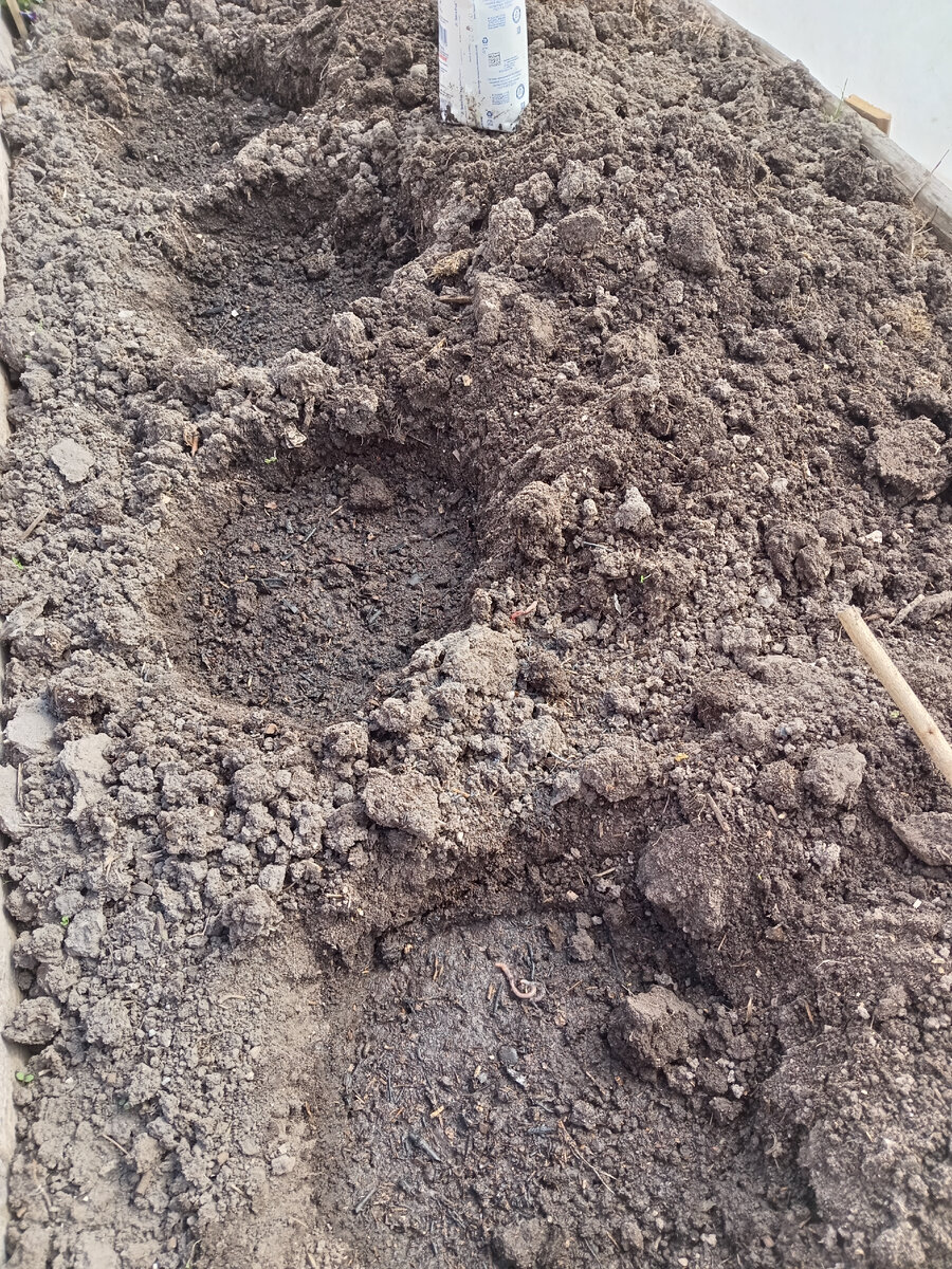 Лунки для высадки рассады.